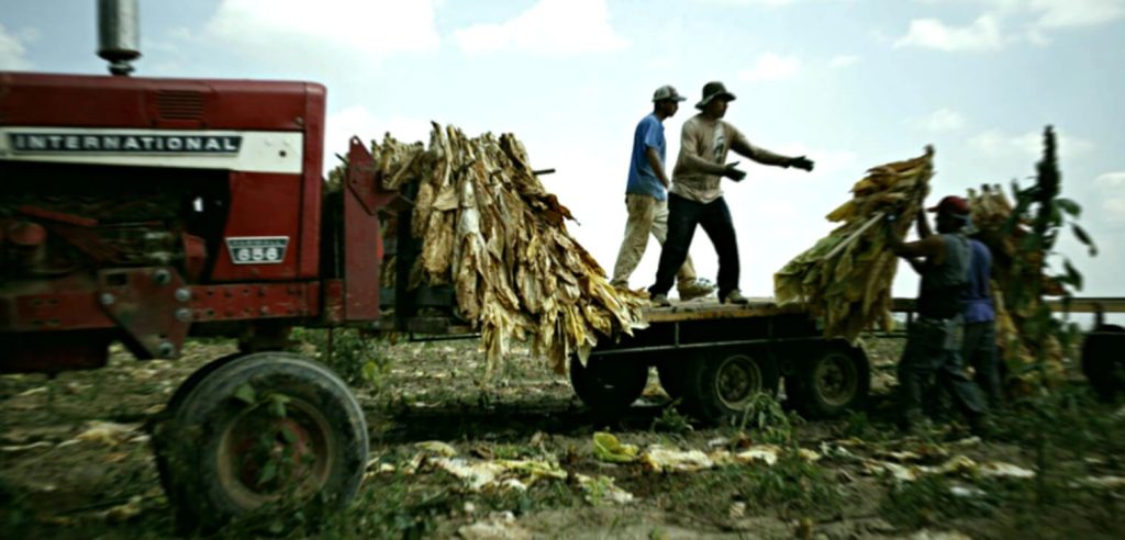 Ремесленники, тщательно занимающиеся сложным процессом обработки табака Burley